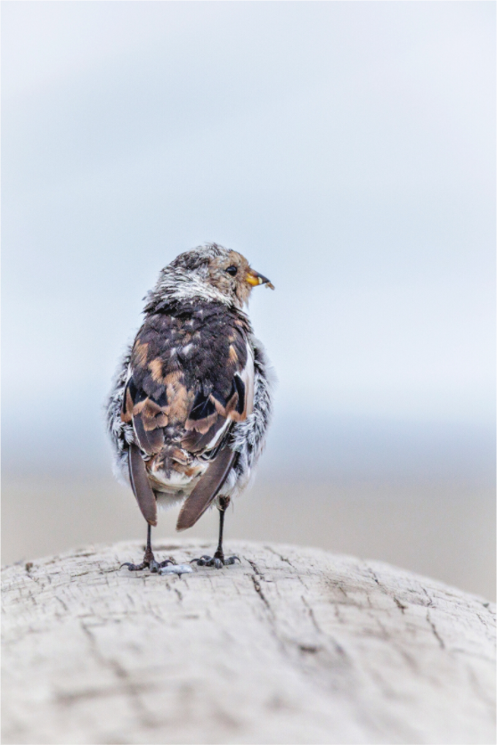 Main image Snow Bunting