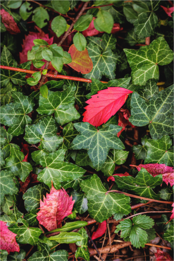 Main image Pink Leaf
