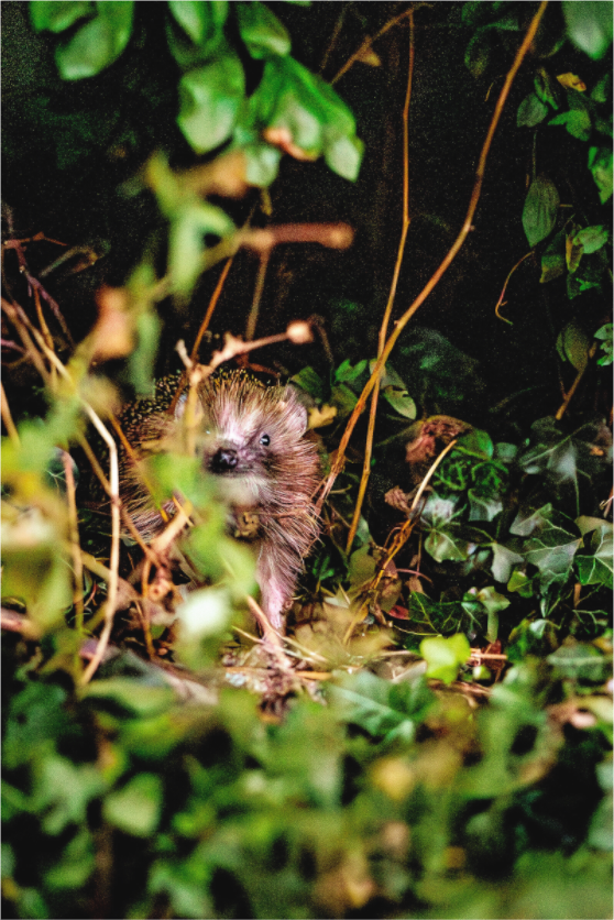 Main image Hedgehog