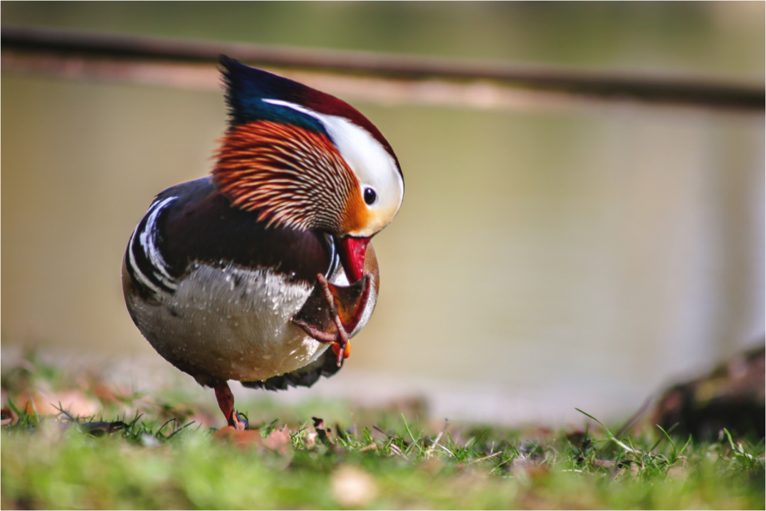 Main image Mandarin