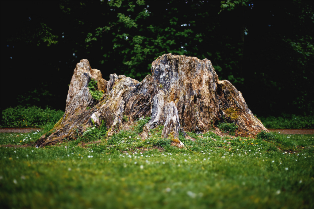 Main image Stump