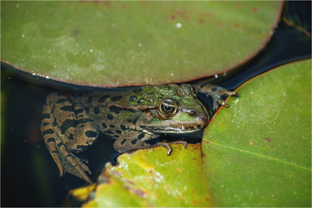 Main image Frog