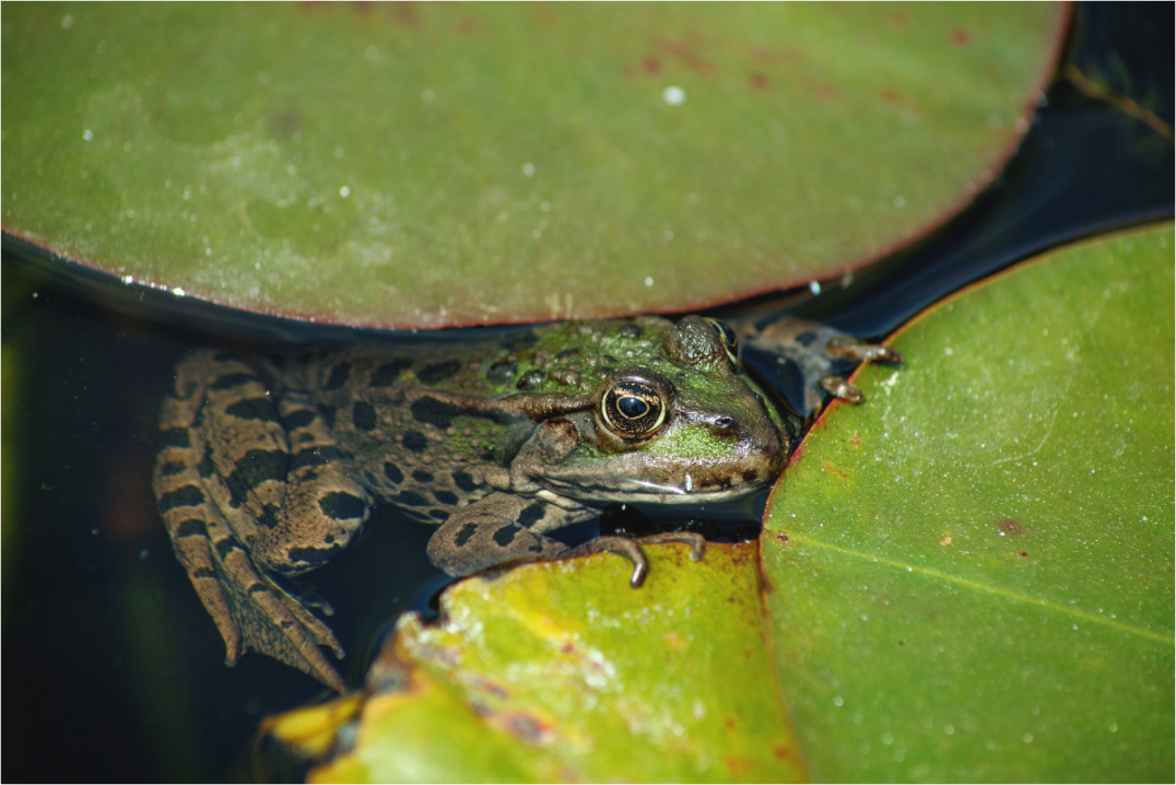 Main image Frog