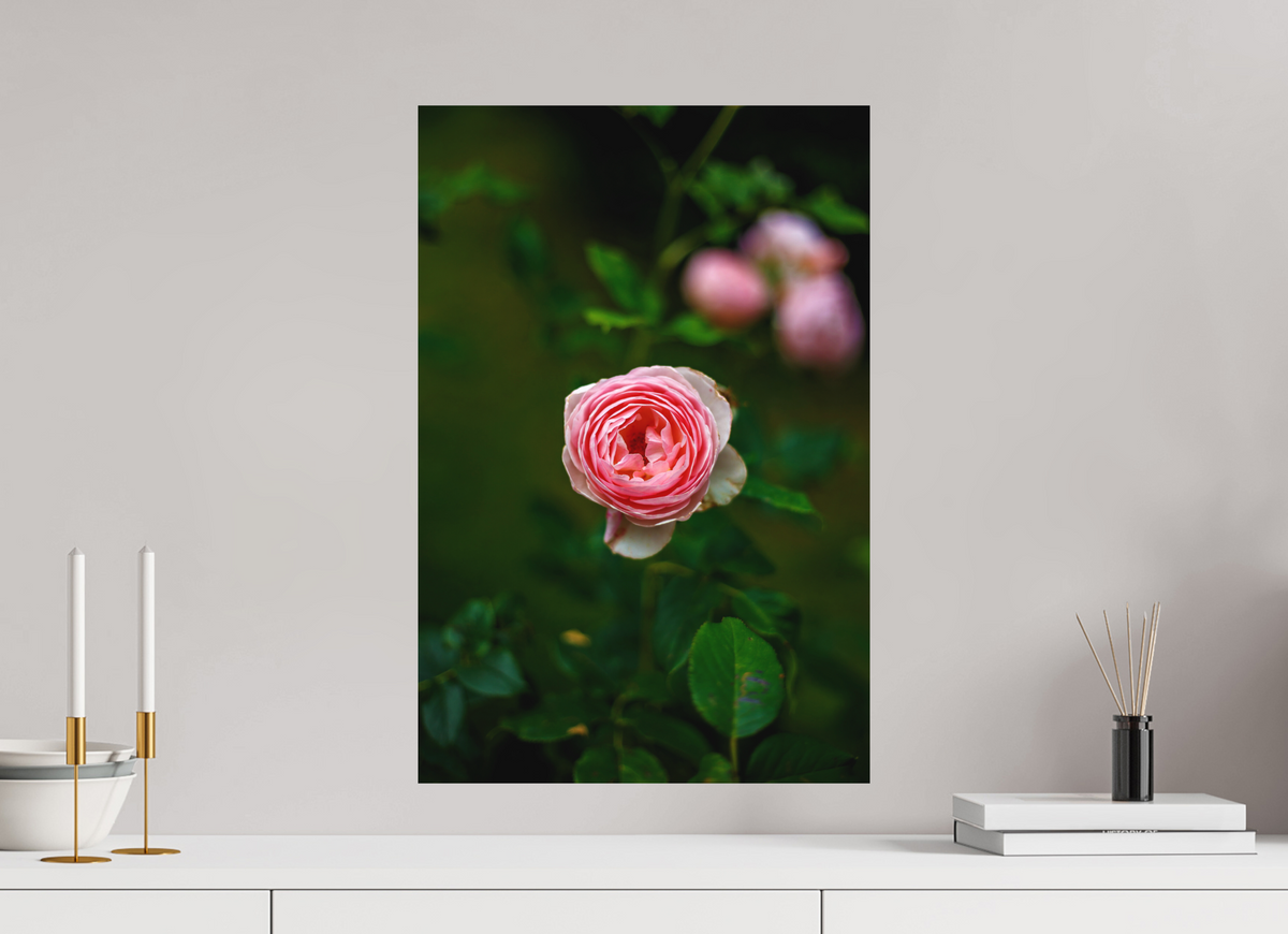 40 x 60 cm, Hahnemühle Fine Art Paper Pink Rose