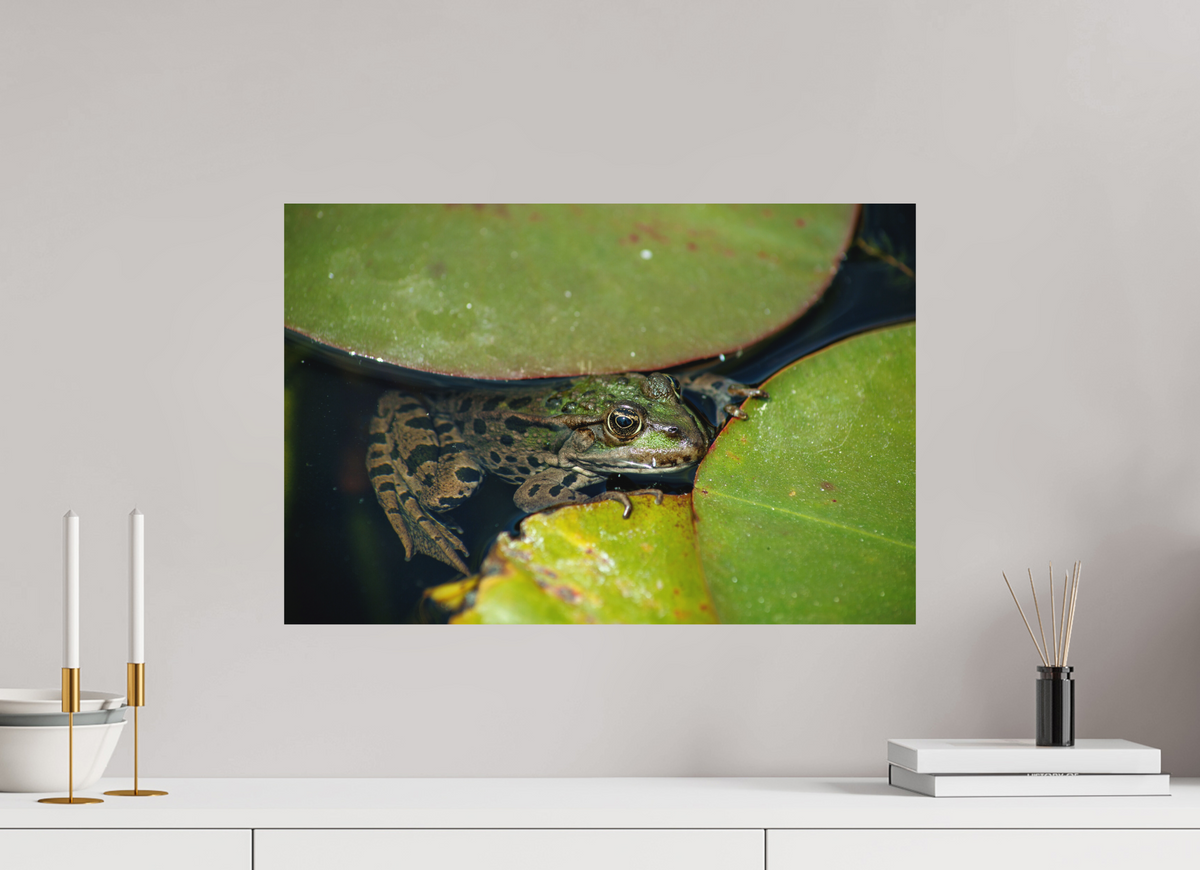 60 x 40 cm, Hahnemühle Fine Art Paper Frog