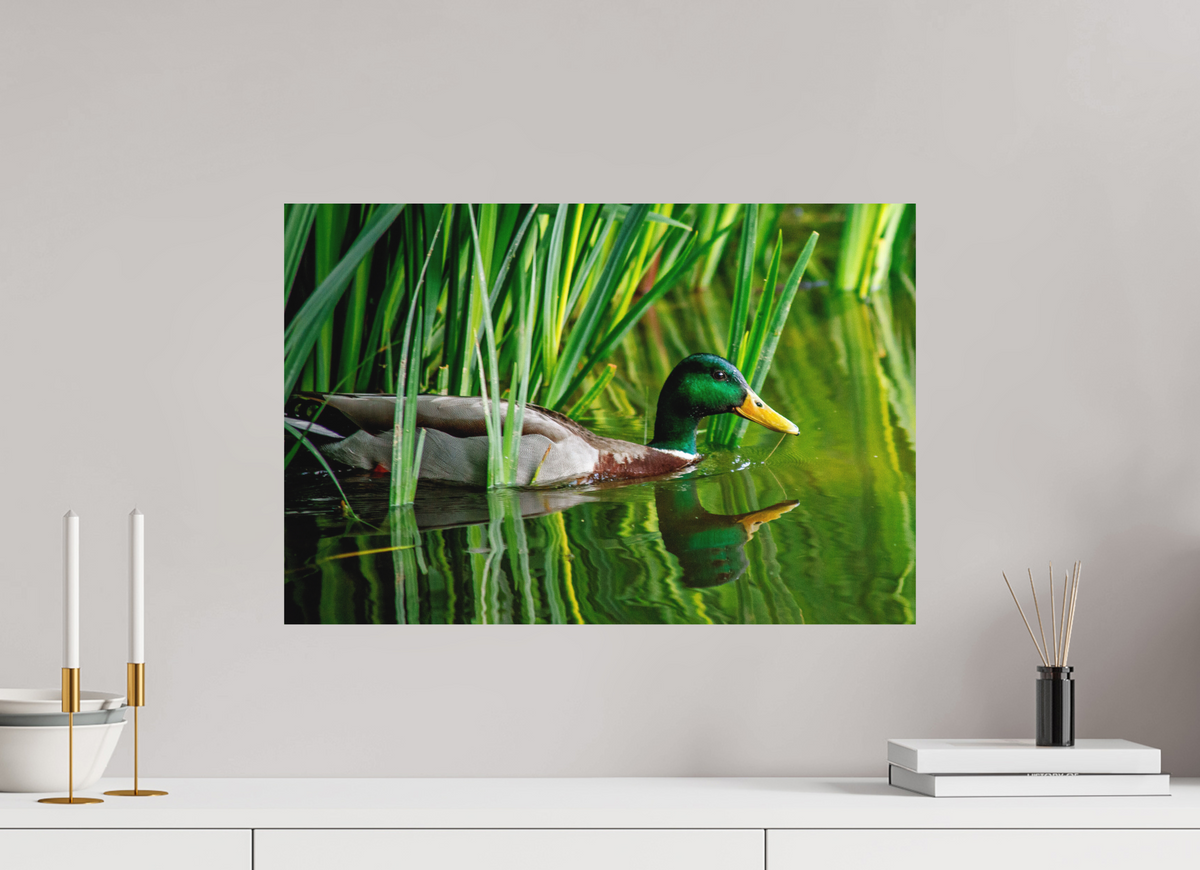 60 x 40 cm, Hahnemühle Fine Art Paper Mallard in Green