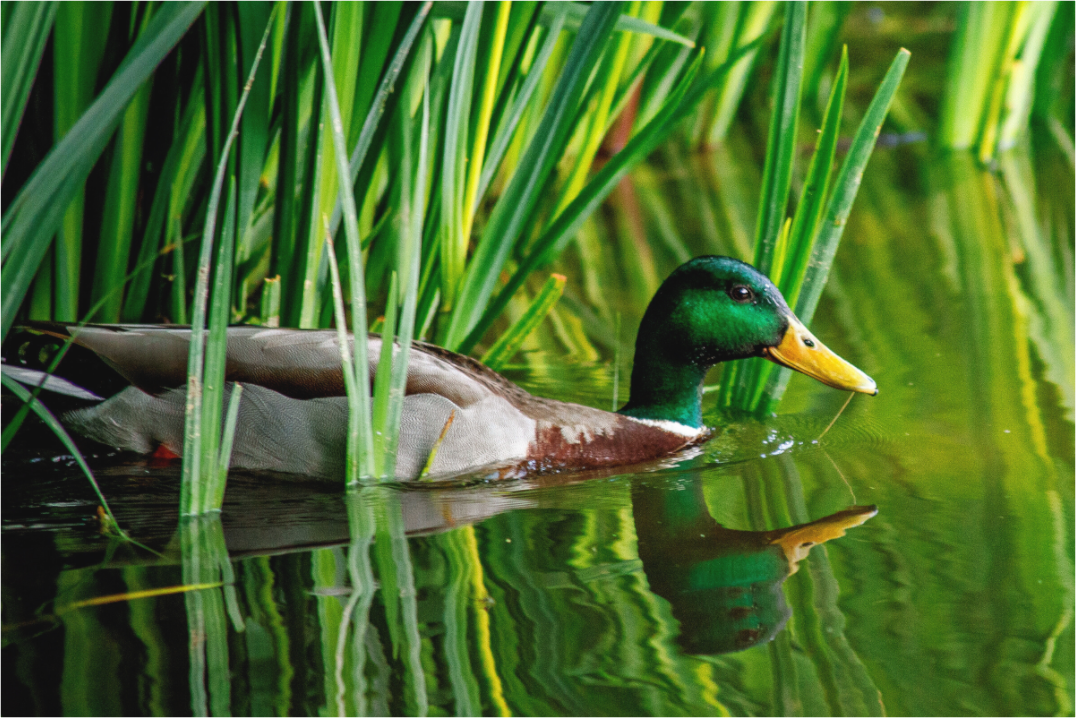 Main image Mallard in Green