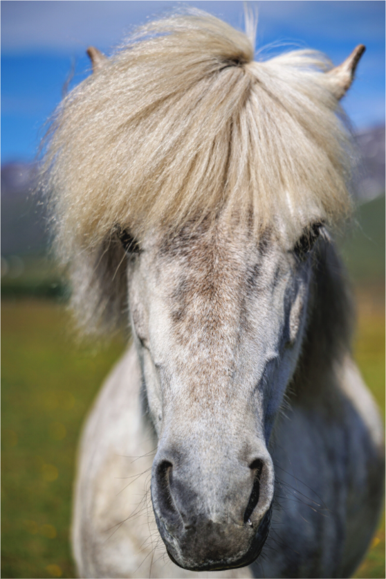 Main image Horse Portrait