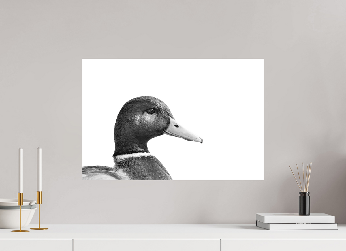 60 x 40 cm, Hahnemühle Fine Art Paper Mallard