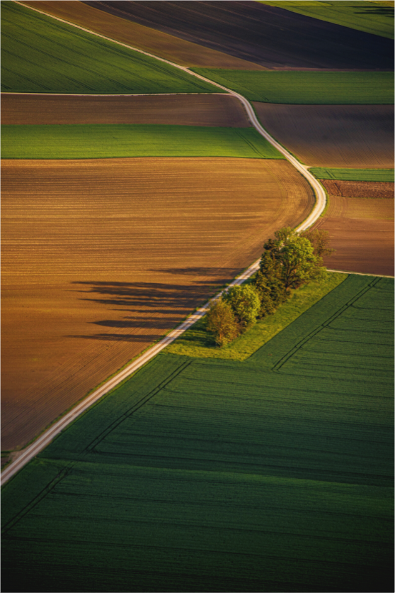 Main image Treeline