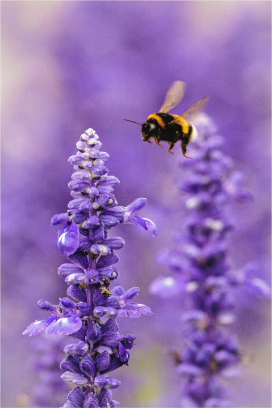 Main image Lavender Bee