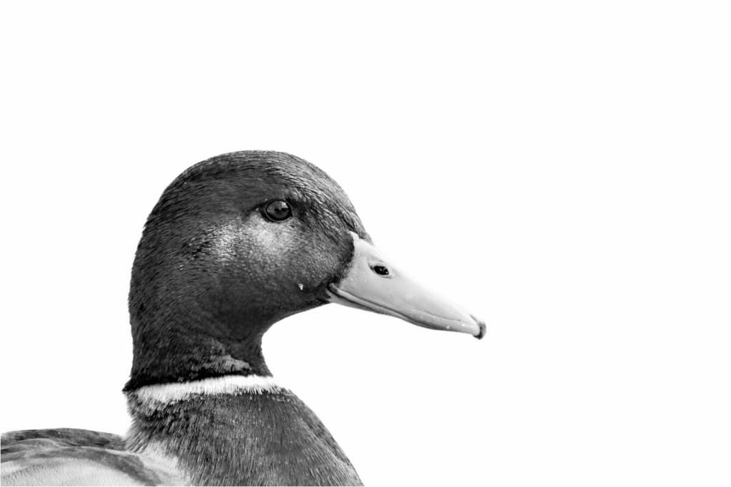 Main image Mallard