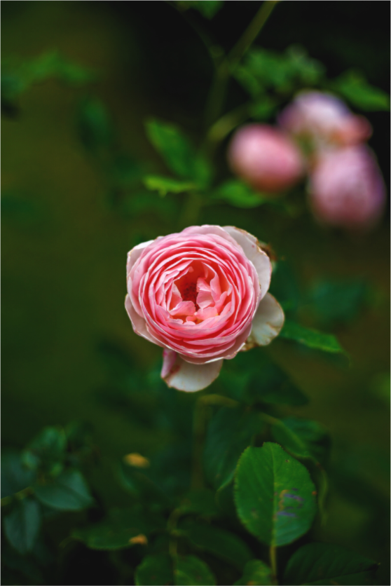 Main image Pink Rose