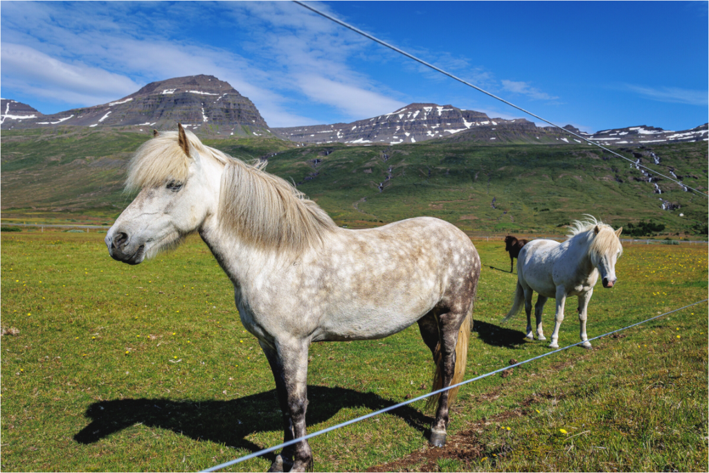 Main image Horse Trio