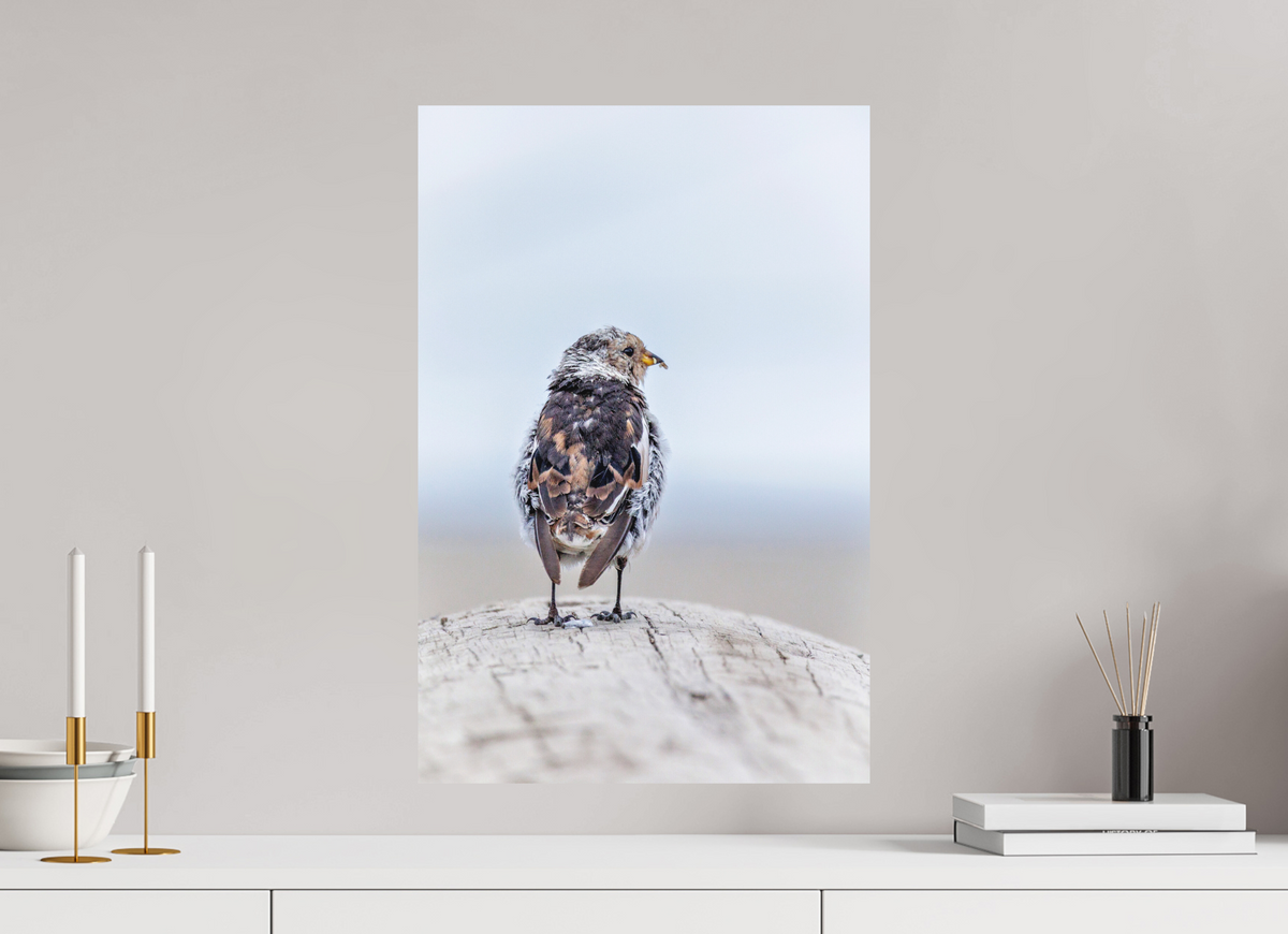 40 x 60 cm, Hahnemühle Fine Art Paper Snow Bunting