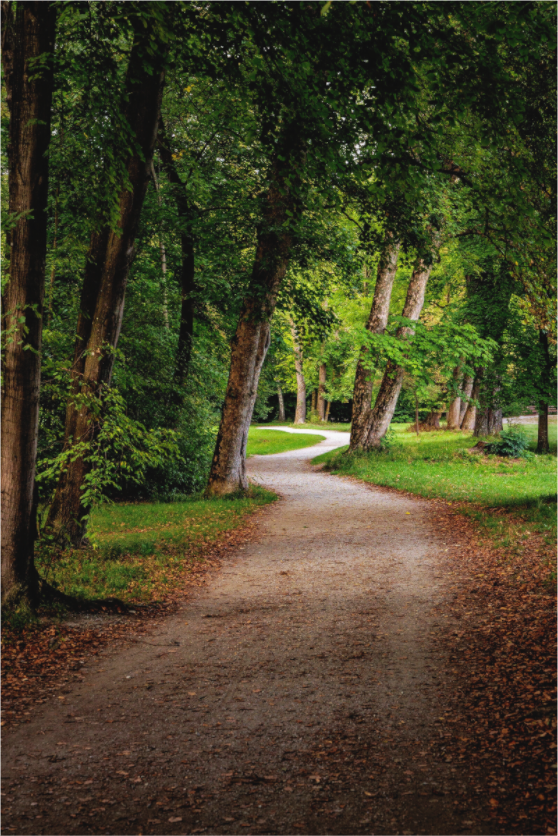 Main image Forest Path