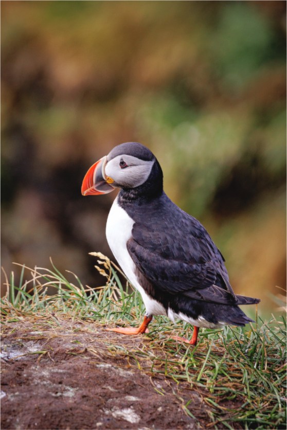 Main image Puffin