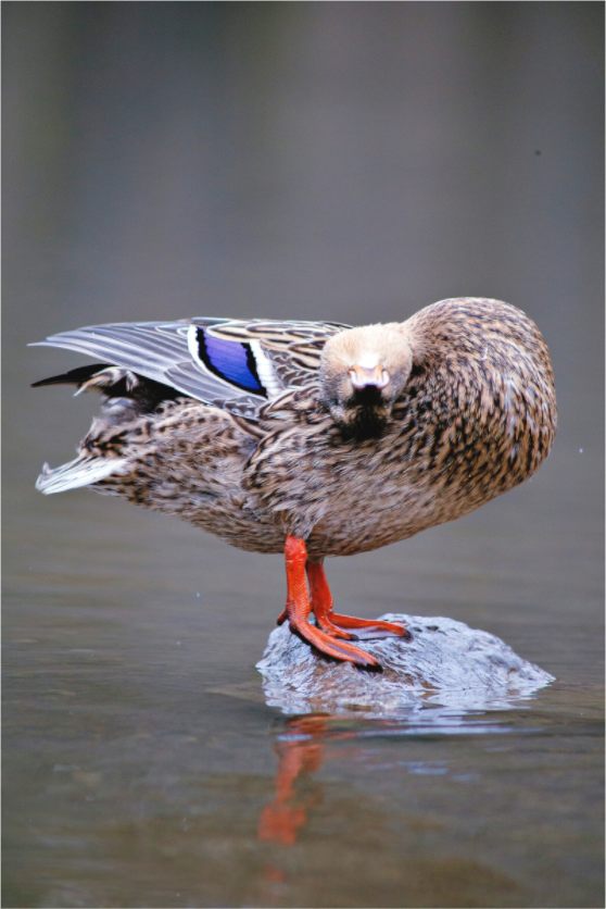 Main image Upside Down