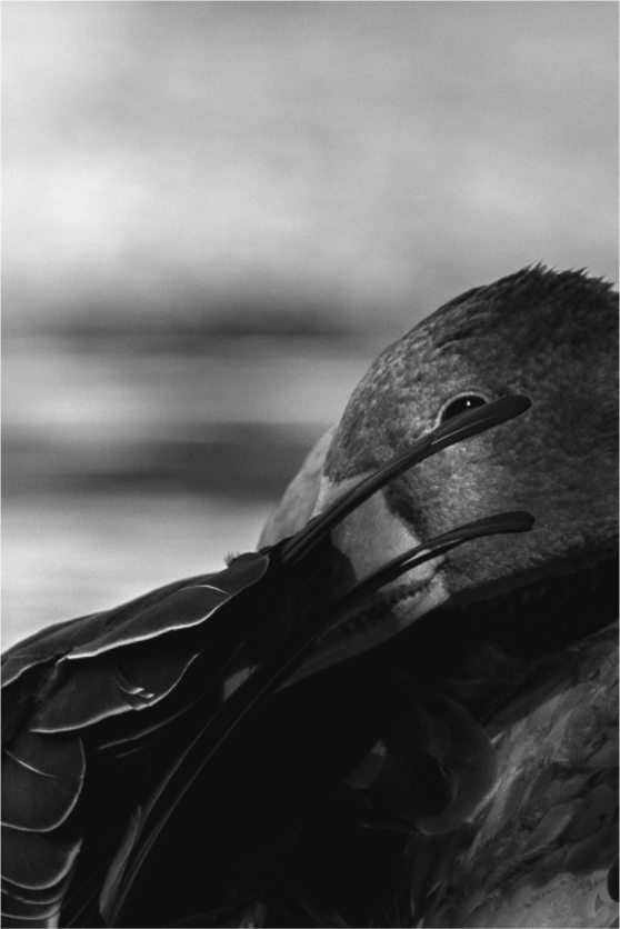 Main image Grey Goose