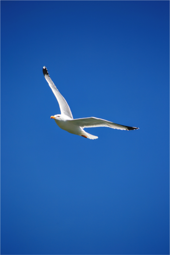 Main image Seagull