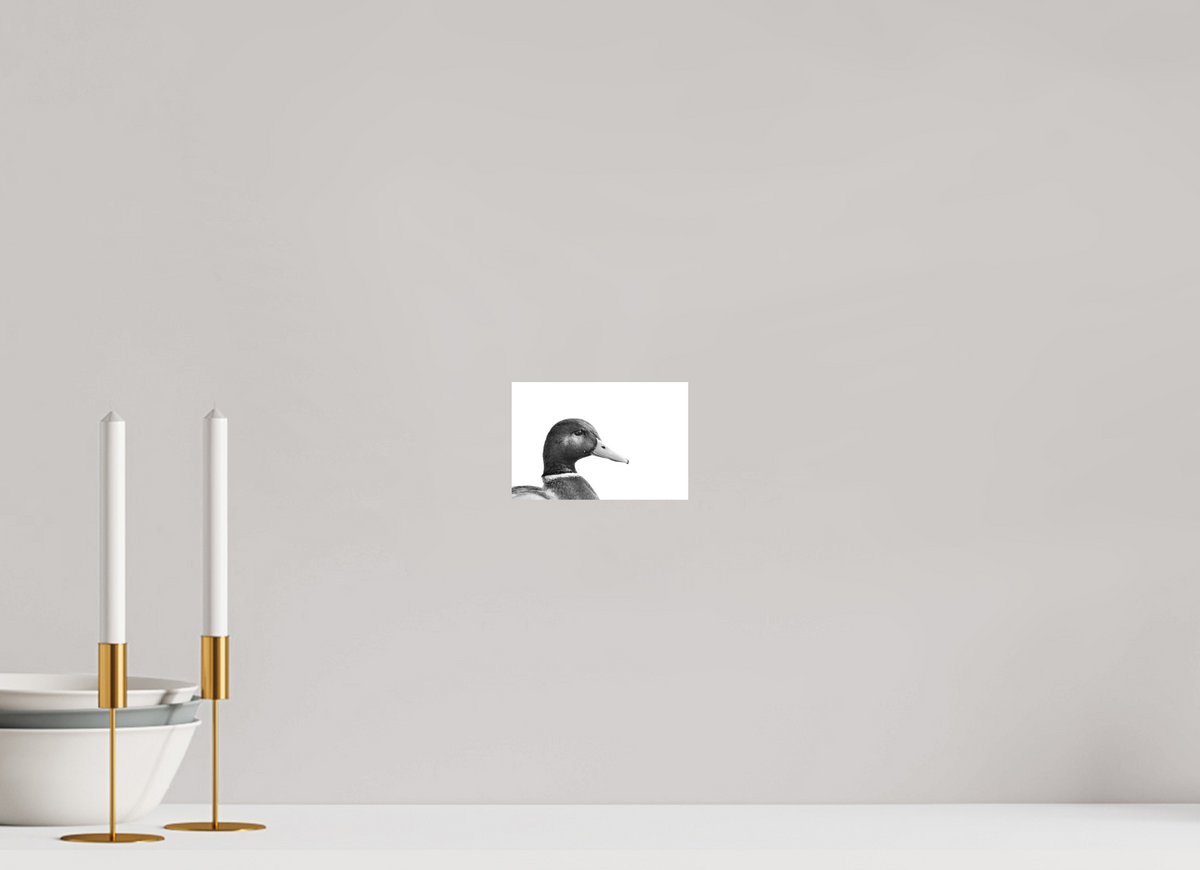 15 x 10 cm, Hahnemühle Fine Art Paper Mallard
